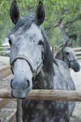 Grey Horse waits in paddock