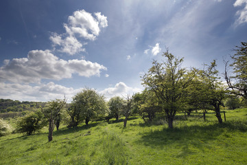 Fototapeta na wymiar english countryside in the chiltern valley