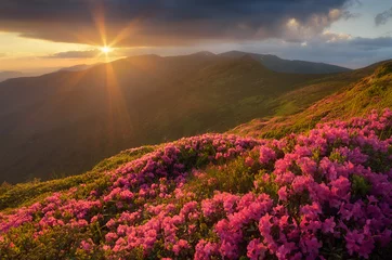 Keuken spatwand met foto Rhododendron flowers in the mountains © Oleksandr Kotenko