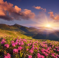 Tuinposter Summer flowers in the mountains © Oleksandr Kotenko
