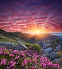 Fotobehang Dageraad met bloemen in de bergen © Oleksandr Kotenko