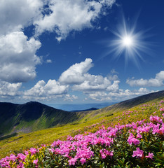Flowering meadows in the mountains