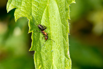 Fototapeta premium Rote Waldameisen