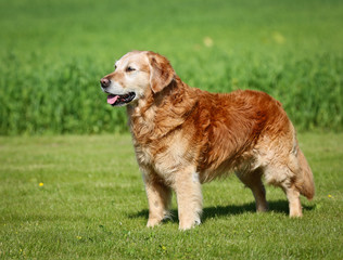 Obraz premium Golden retriever dog