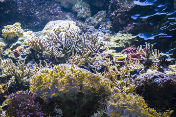 Fototapeta na wymiar Environment, seabed with fish and coral reef