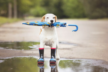 dog wearing rain boots and holding an umbrella