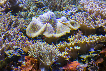 Exotic, seabed with fish and coral reef