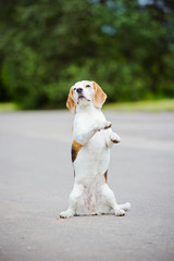 beagle dog begging