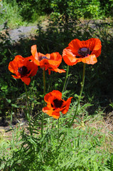 Beautiful red poppies in a garden.