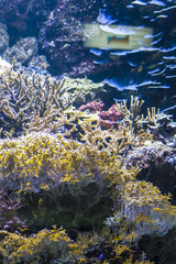 Naklejka na ściany i meble seabed with fish and coral reef