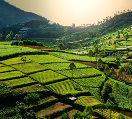 Field in Indonesia © Galyna Andrushko