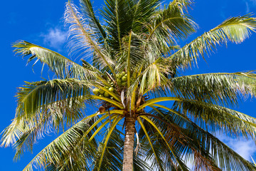 Coconuts palm tree