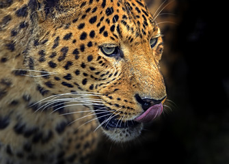 Leopard