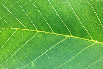 Macro shot of a green leaf texture