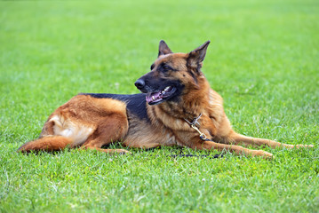 German Shepherd