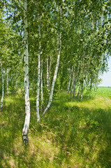 Obraz premium Birch grove