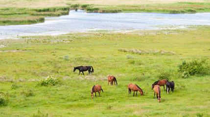 grazing horses on the pasture - Neusiedlersee in Burgenland