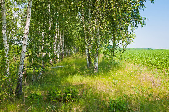 Birch grove