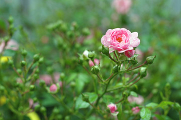 Beautiful roses in garden after rain.