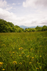 Mountain Meadows with Wildflowers along the Appalachian Trail