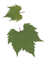 leaves of vine plant