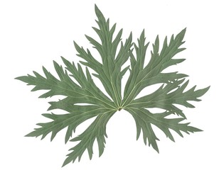 leaf of geranium