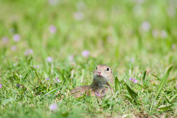 Naklejka na ściany i meble ground squirrel in the lawn surrounded by purple flowers