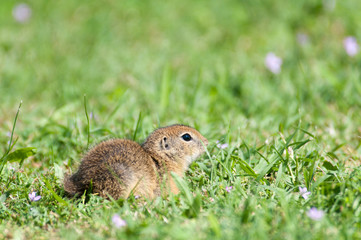 Naklejka na ściany i meble european ground squirrel sitting in the grass