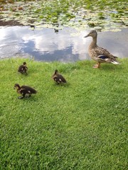 mother duck and three ducklings