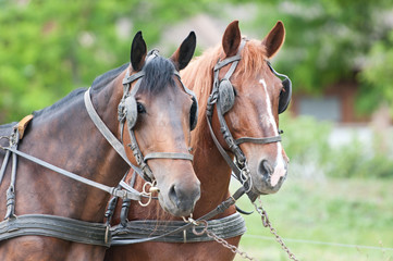 portrait of carriage driving horses - 66585148