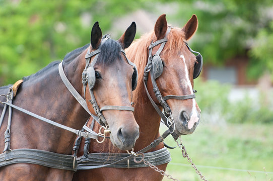 Horse Blinkers