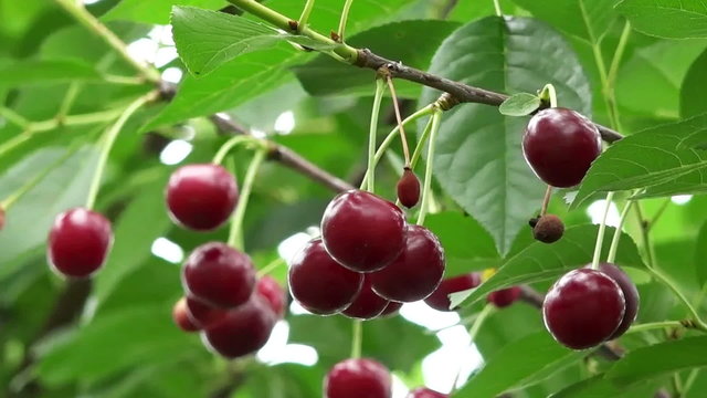 sour cherry fruits in windy weather