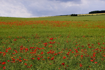 Poppies in the Oilseed Rape