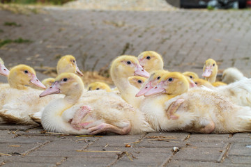 Young Geese