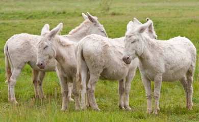 quatre ânes blancs sur le pâturage debout côte à côte