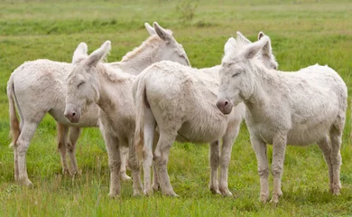 Papier Peint photo Lavable Âne quatre ânes blancs sur le pâturage debout côte à côte