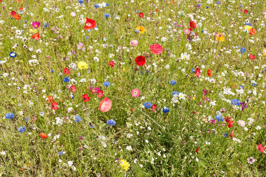 Fototapeta Ein Stück bunte Sommerwiese