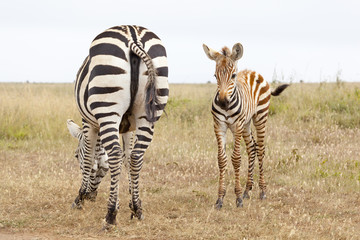 Zebras in Kenya