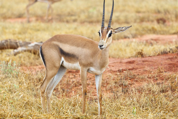 Grant's Gazelle in Tsavo East, Kenya