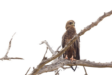 Tawny Eagle In A Tree, Kenya