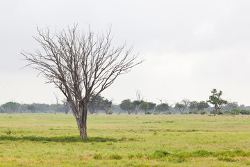 Obraz premium Green Tsavo East Landscape, Kenya