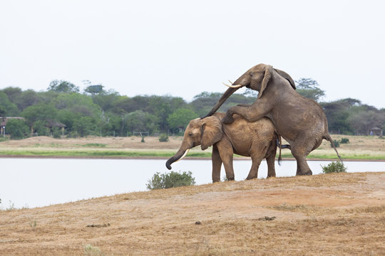 Mating Elephants At Lake
