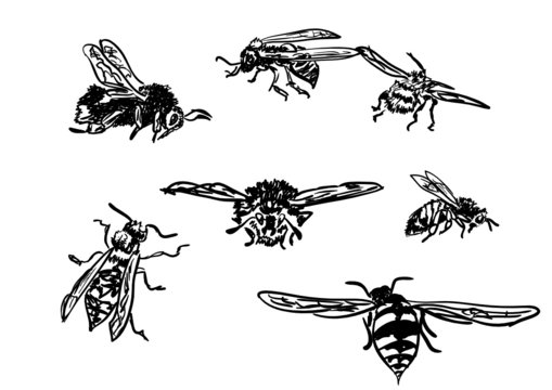 bee,bumblebee,wasp