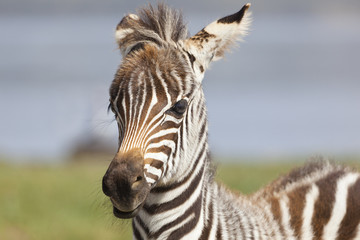 Zebra Portrait in Kenya