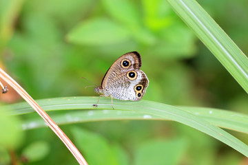Ypthima masakii Butterfly in Okinawa, Japan