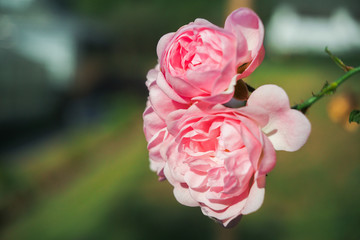 pink rose in the garden