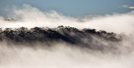 Mist in the Blue Mountains, Australia
