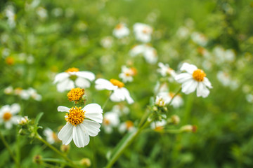 white grass flower