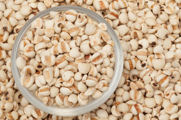 Coix seed close up