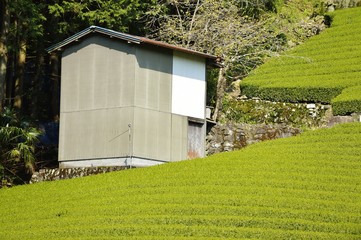 茶畑と納屋